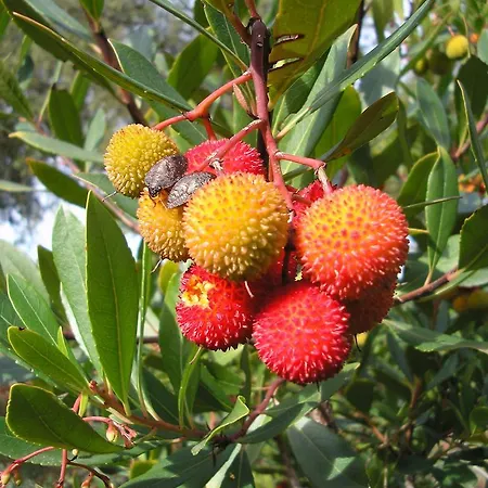Casa Rural Sierra San Mamede * La Codosera