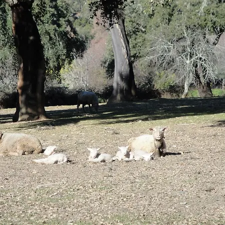 Sierra San Mamede La Codosera