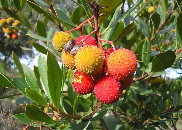 Sierra San Mamede * La Codosera