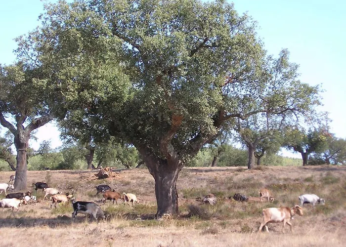 Sierra San Mamede La Codosera
