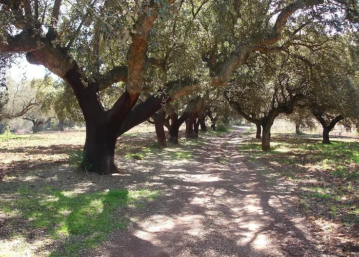 Sierra San Mamede La Codosera